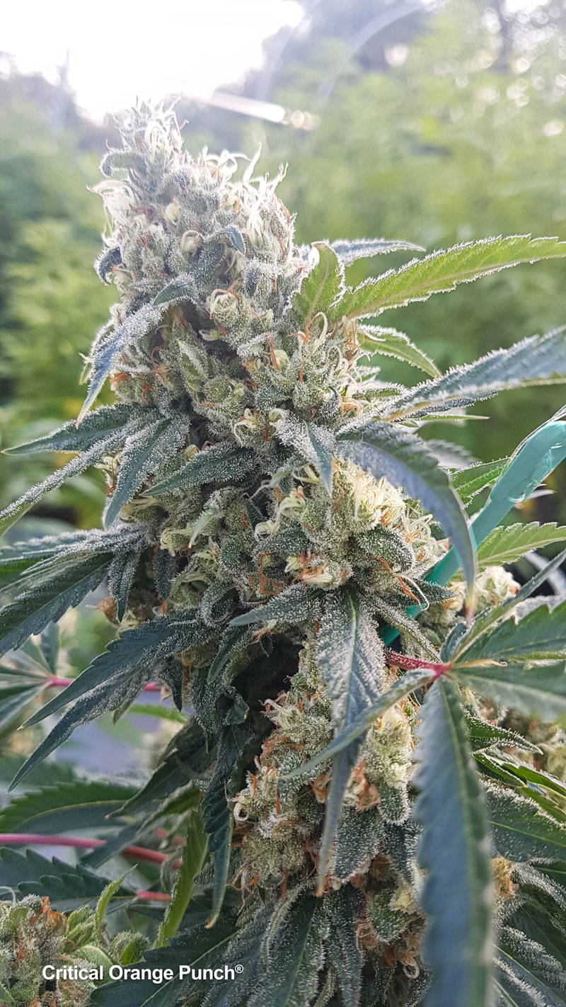 Critical Orange Punch, heavy yields with a knockout THC punch